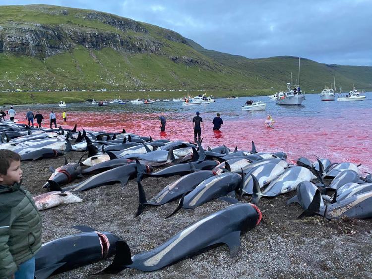 Delfines asesinados en las Islas Feroe
