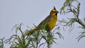 20 cardinals were rescued from illegal animal trafficking.