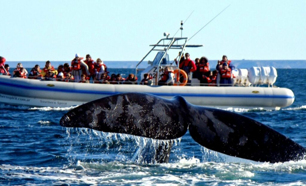 Temporada de ballenas