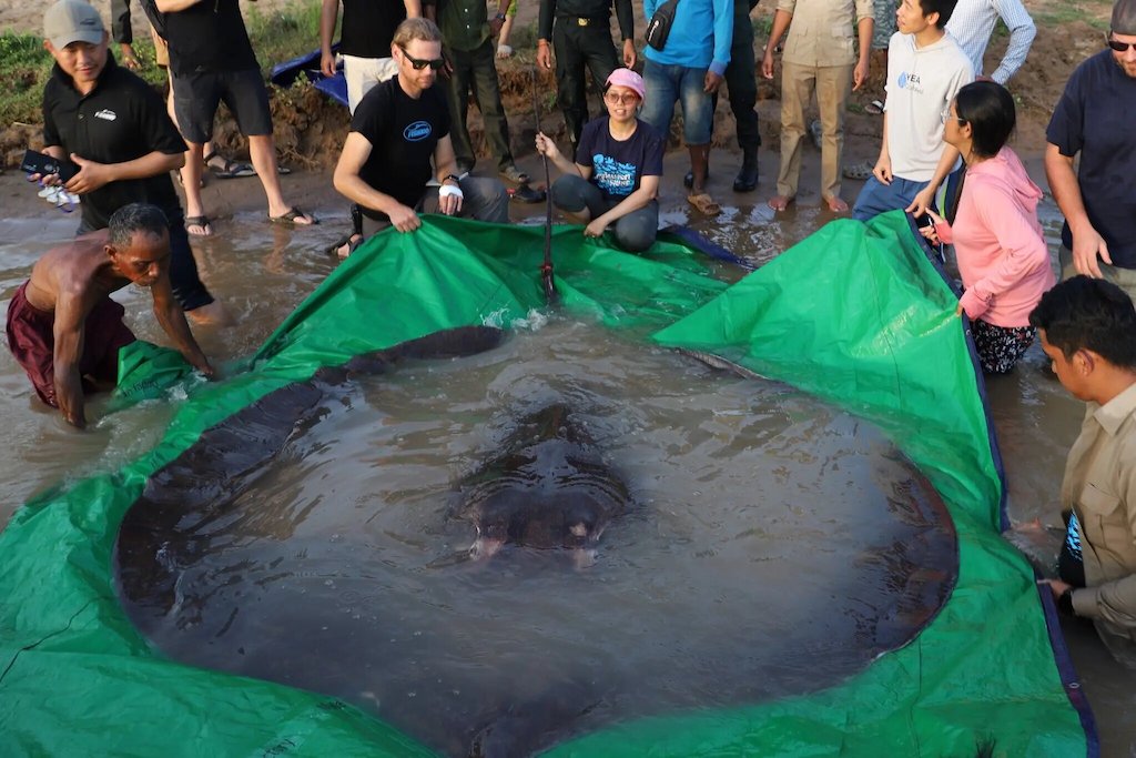 VIDEO | Así fue la liberación de una mantarraya gigante de 300 kilos en un  río de Camboya - Noticias Ambientales