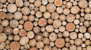 El tráfico de madera entre Perú y Bolivia.
