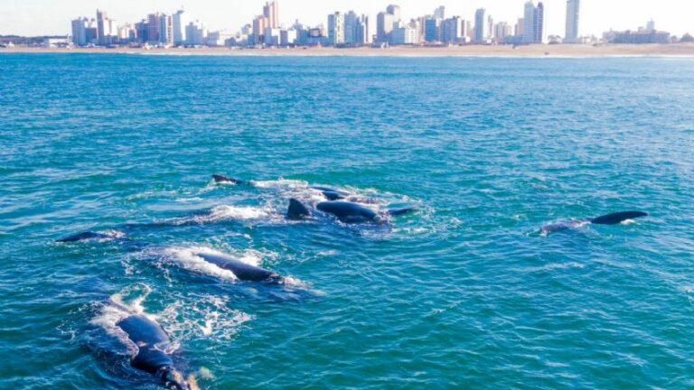 VIDEO | El increíble espectáculo de ballenas frente a la costa de Necochea