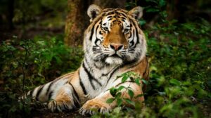 Tigre de Bengala. Foto: Big Cat Tiger