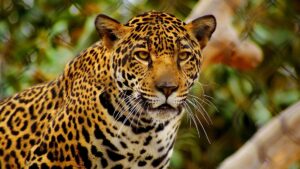 O jaguar