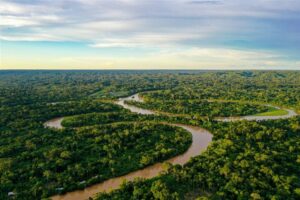 Amazon rainforest
