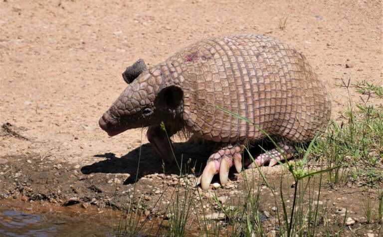 Nicaragua: elaboran una lista de especies en peligro de extinción
