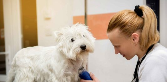 Maltrato animal en peluquería canina