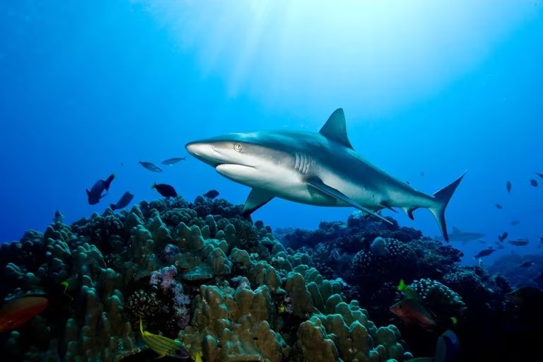 dos tercios de los tiburones y las rayas de corales están en peligro de extinción
