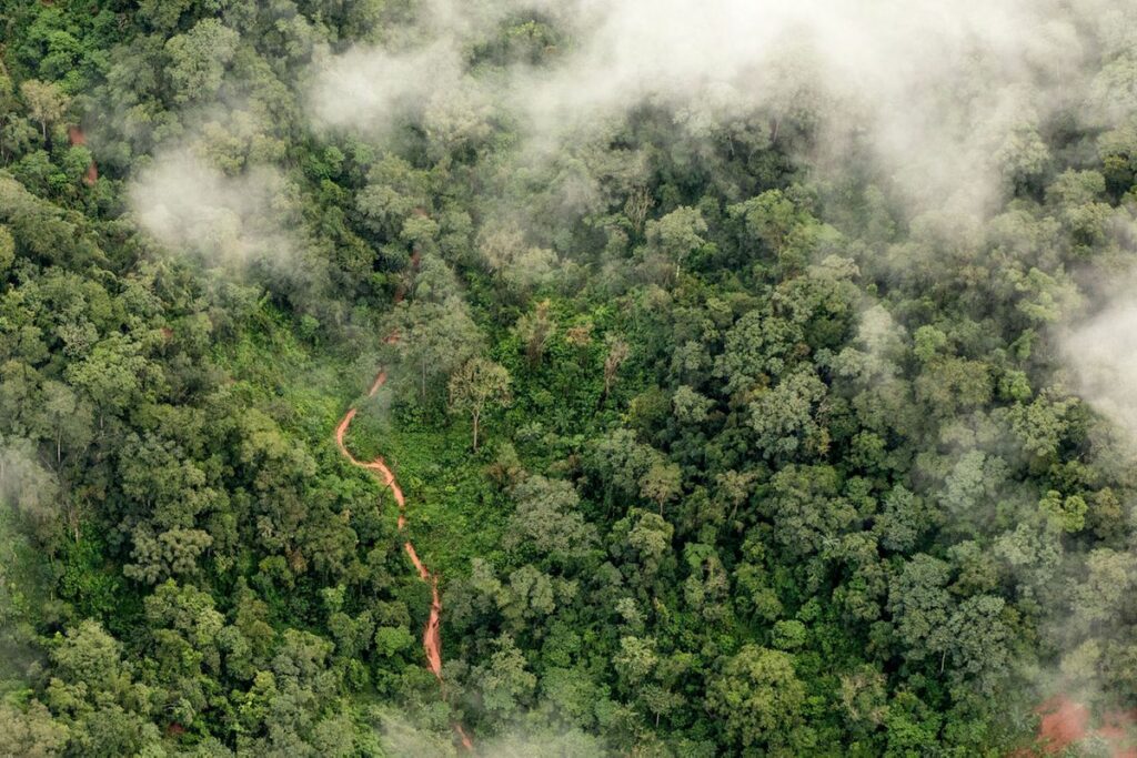 La deforestación avanza sobre el Gran Chaco