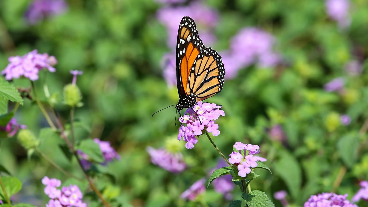 mariposas