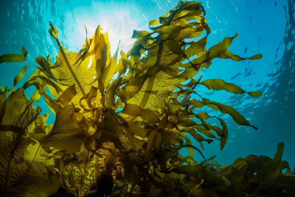 Encontraron un alga verde que podría determinar cuánto tiempo puede estar el plástico en el agua