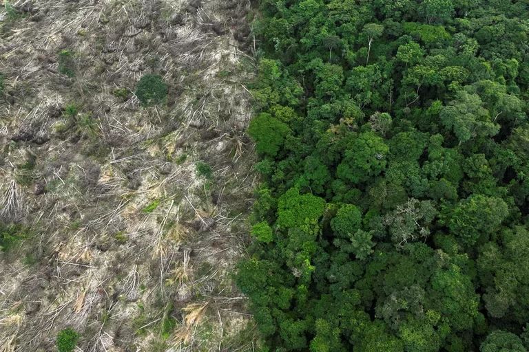 Amazonía en peligro