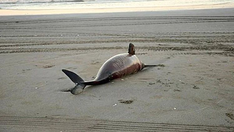 Encontraron plásticos y otros residuos en delfines