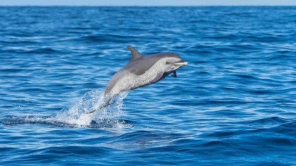 Turistas pudieron ver delfines oscurosen el sur del país