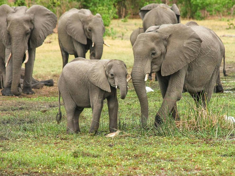 Los elefantes son claves en la lucha contra el calentamiento global