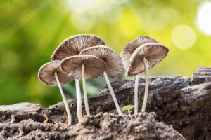 Los hongos y la ayuda al planeta