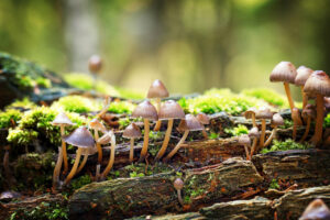 La "red oculta" entre árboles y hongos.