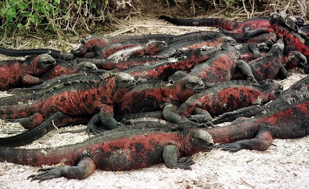 El tráfico ilegal de tortugas e iguanas pone en riesgo la vida silvestre de las Islas Galápagos