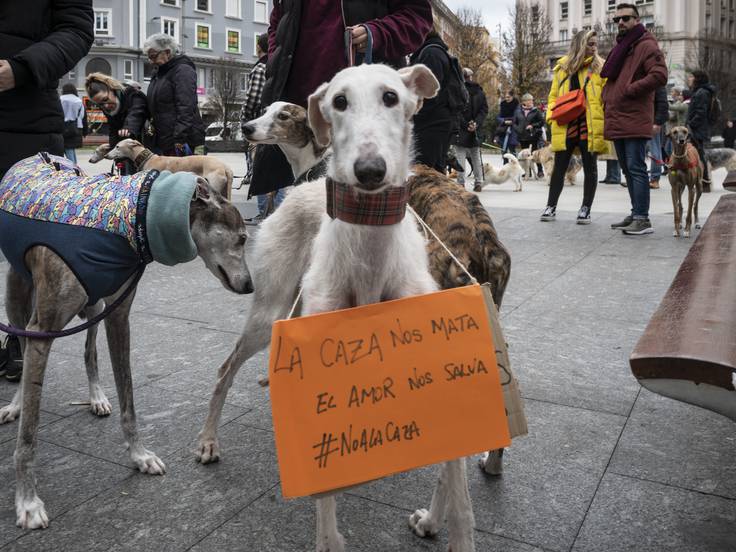 Se aprobó en España la Ly de Protección animal