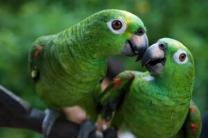 El gobrierno de Santa Fe alertó sobre la tenencia de fauna silvestre y el riesgo de enfermedades