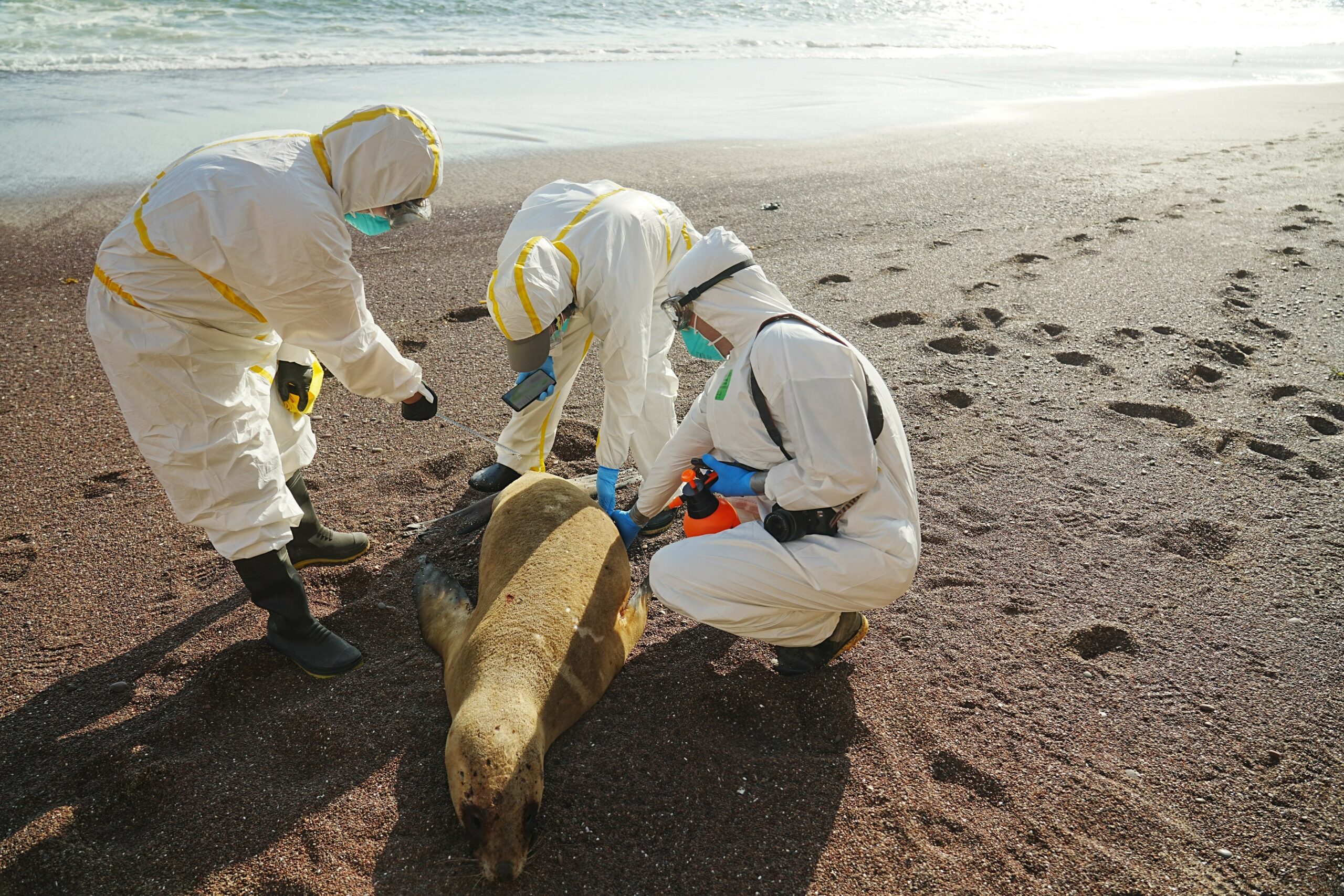 Bird flu in Peru is affecting mammals and birds
