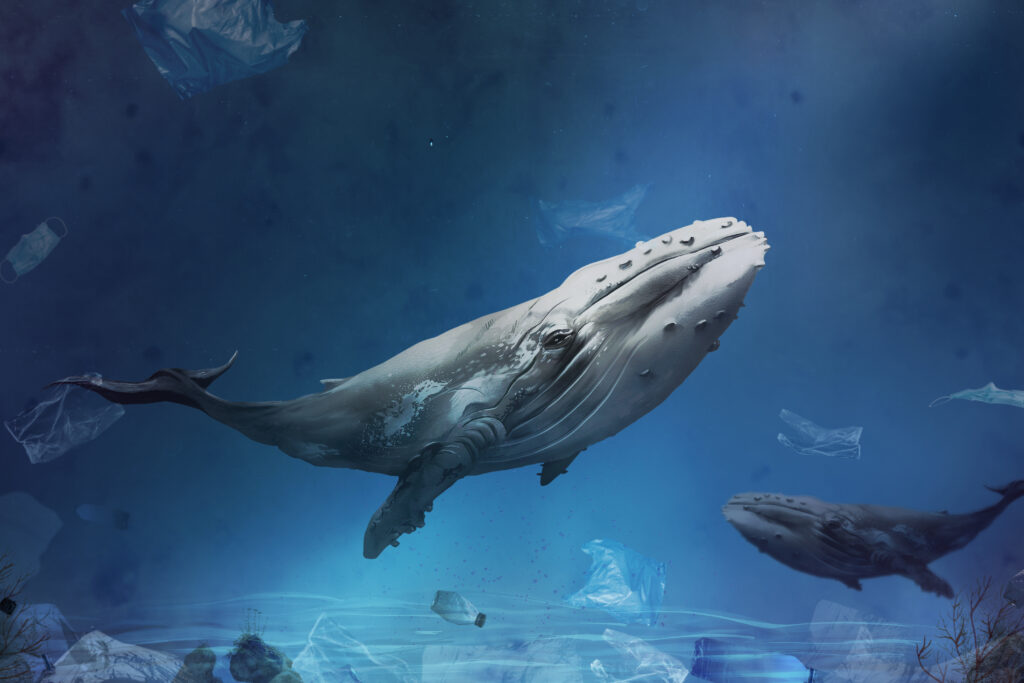 Con un estudio descubren cómo las ballenas se hicieron gigantes