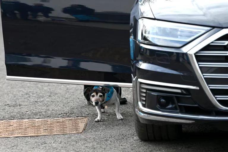 Los perros orinar en las ruedas de los automóviles