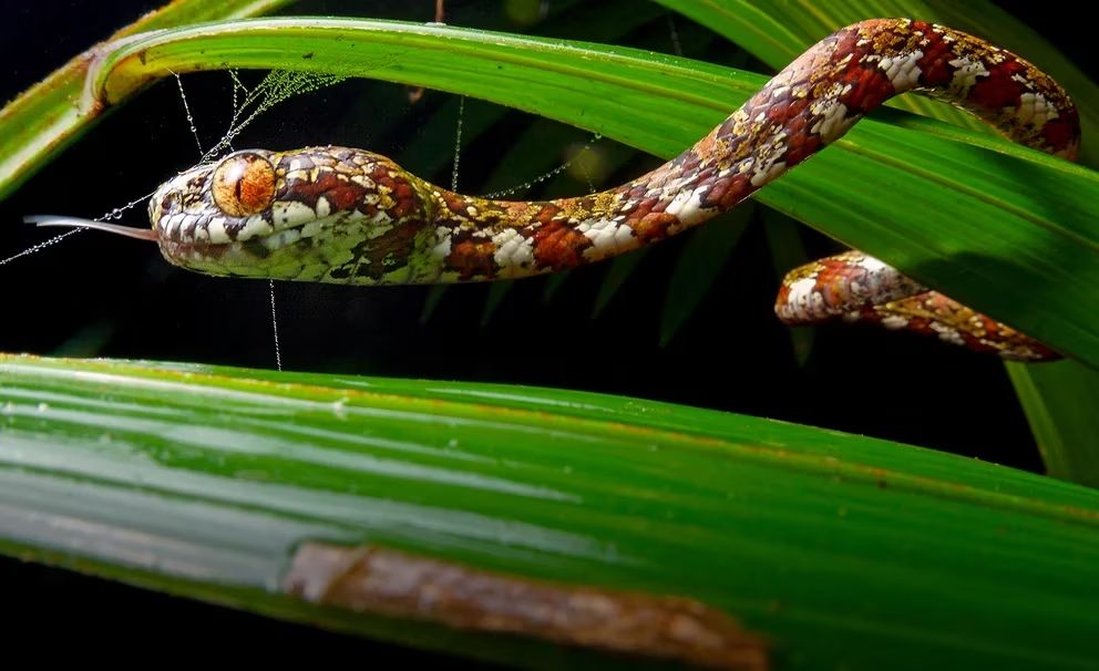 Investigadores hallan una nueva especie de serpiente de ojos naranja brillantes
