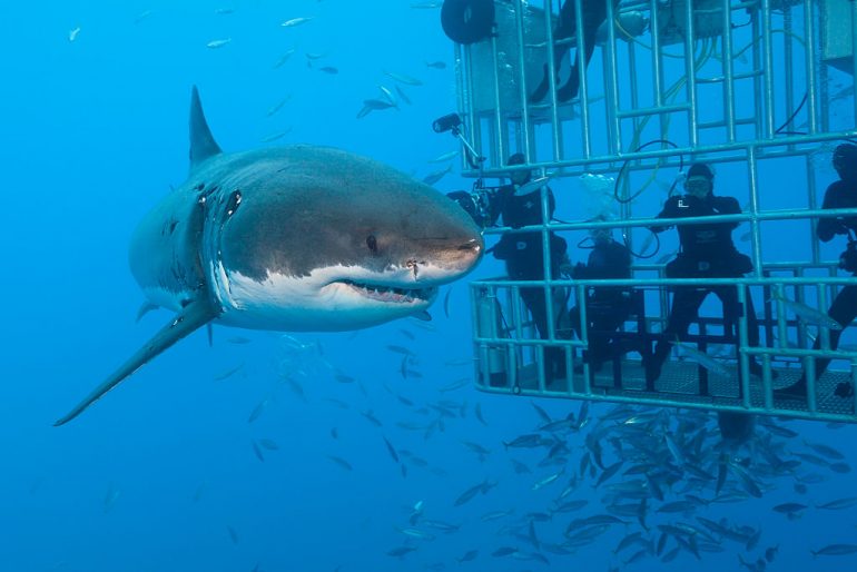 Prohíben actividad con tiburones blancos