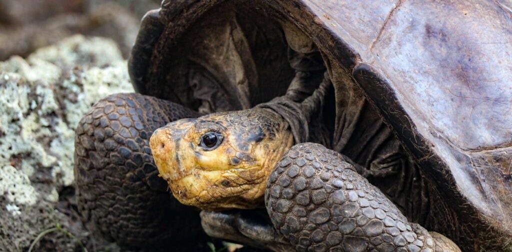 Encontraron aun ejemplar la especie de tortuga luego de 117 en las Islas Galápagos