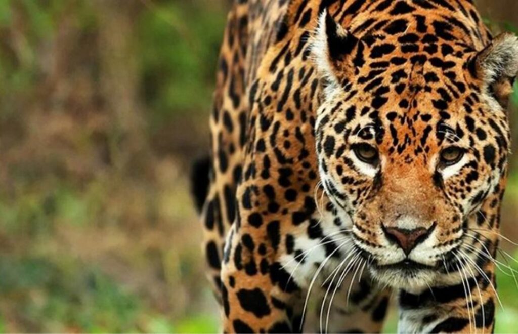 cotos de caza de especies autóctonas que se encuentran en peligro de extinción