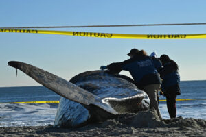 Los funcionarios examinan una ballena varada muerta en la playa de Rockaway el 13 de diciembre de 2022 en el distrito de Queens de Nueva York | Crédito: Bryan Bedder/Getty Images