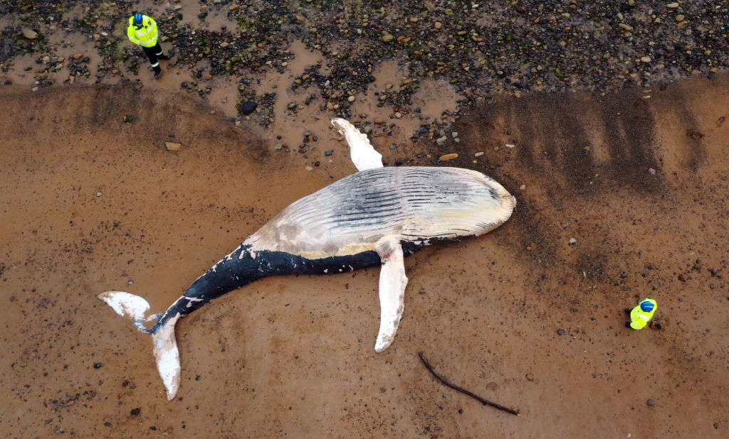 Aparecieron docenas de ballenas muerta en EEUU