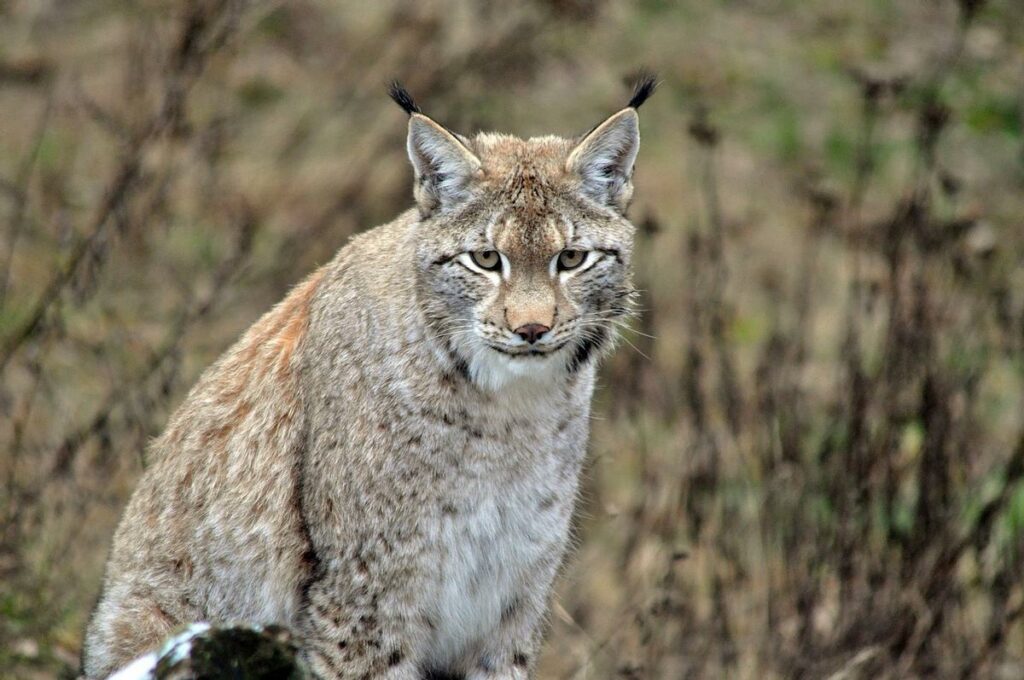 Caza de linces en Suecia