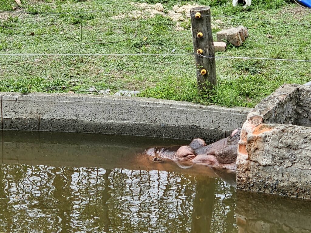 Hipopótamo del Bioparque de La Plata