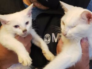 Rescate de gatos en Villa Crespo