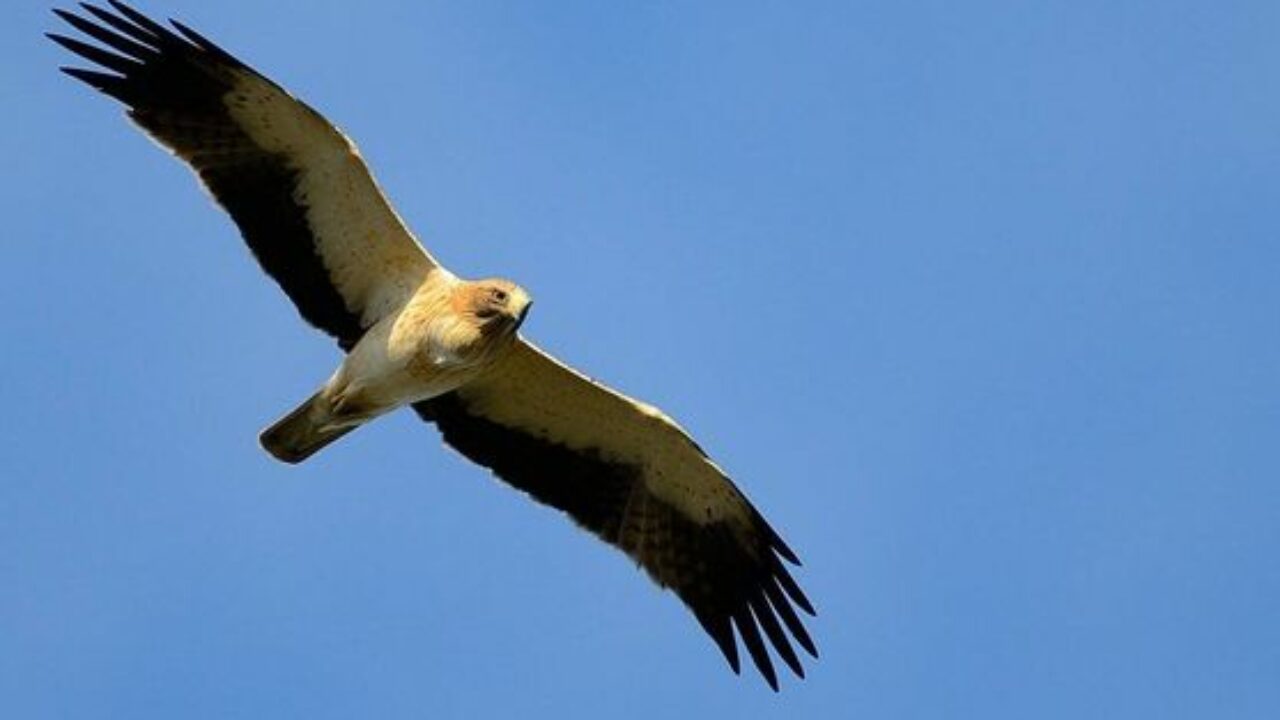 Hallan en Australia los fósiles de una enorme águila capaz de cazar  canguros - Noticias Ambientales