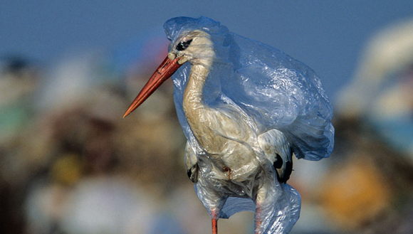 Investigadores Detectan Una Nueva Enfermedad Causada Por Plásticos Que Afecta A Las Aves Marinas 7577