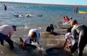Vecinos y turistas trabajando en el rescate de los delfines