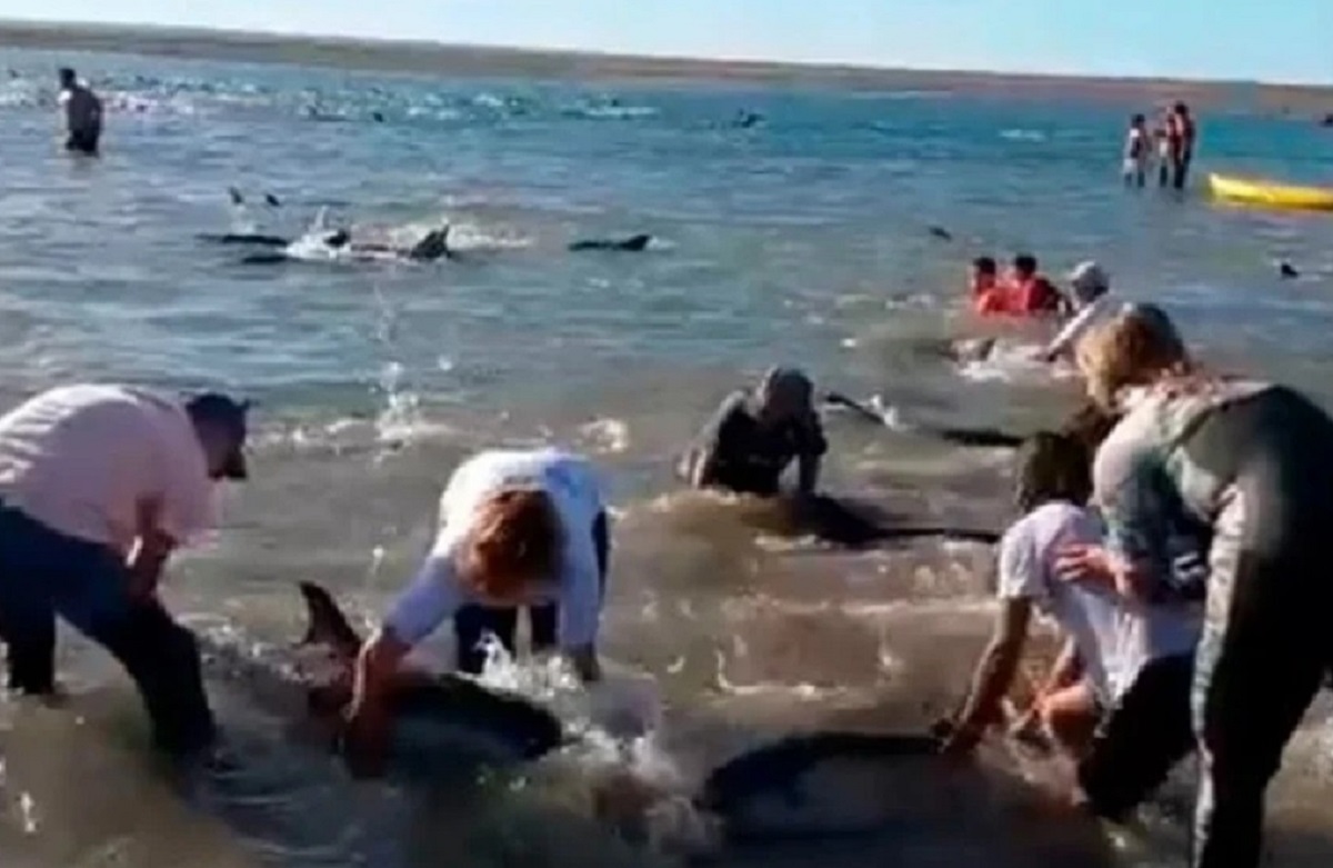Vecinos y turistas trabajando en el rescate de los delfines