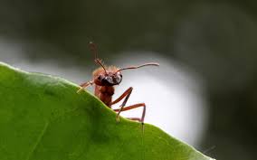 Científicos identificaron un grupo de hormigas