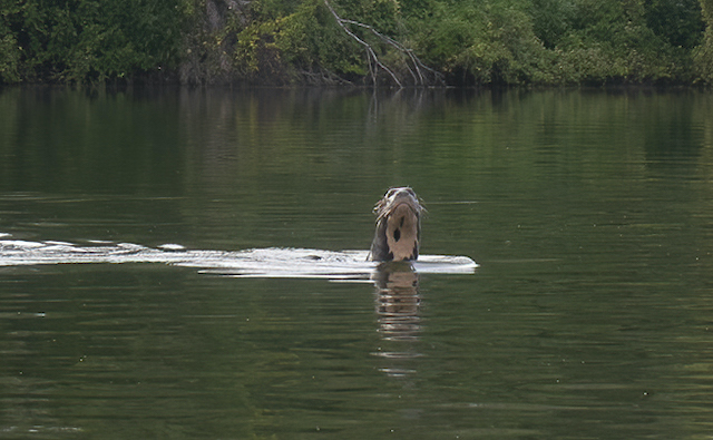 Nutria gigante