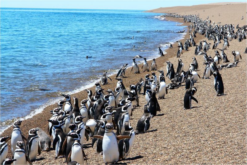 Microplásticos en pinguinos de Magallanes