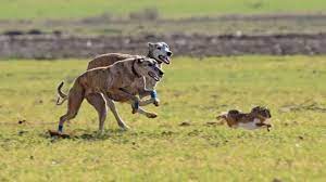 Caza ilegal con perros galgos