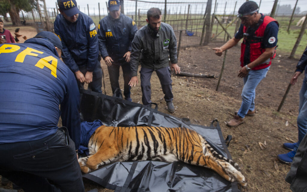 Rescate de tigres