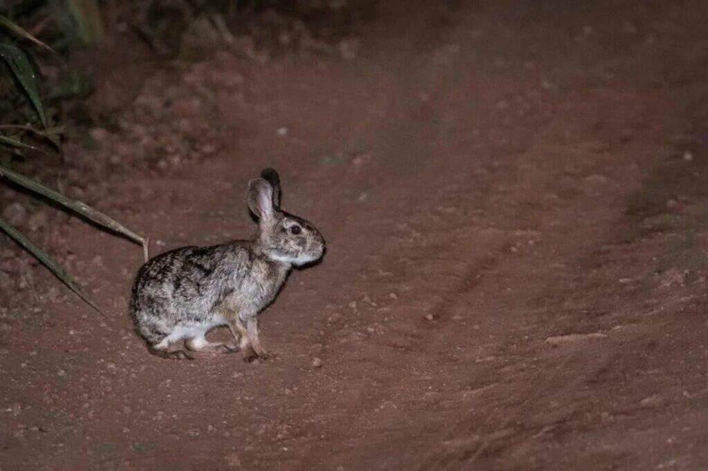 Hallaron un conejo en peligro de extinción en el Parque Miramar