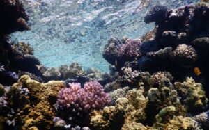 Descubrieron el coral más grande del mundo.