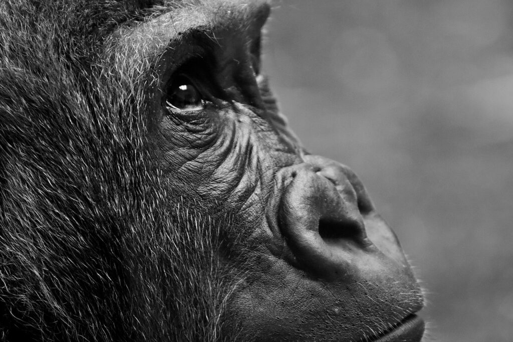 ¿Se podrán salvar los gorilas de la extinción?