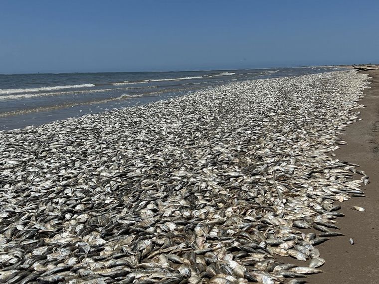 Miles de peces muertos aparecieron en Texas
