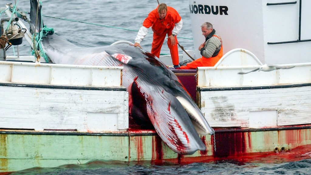 Islandia suspende la caza de ballenas